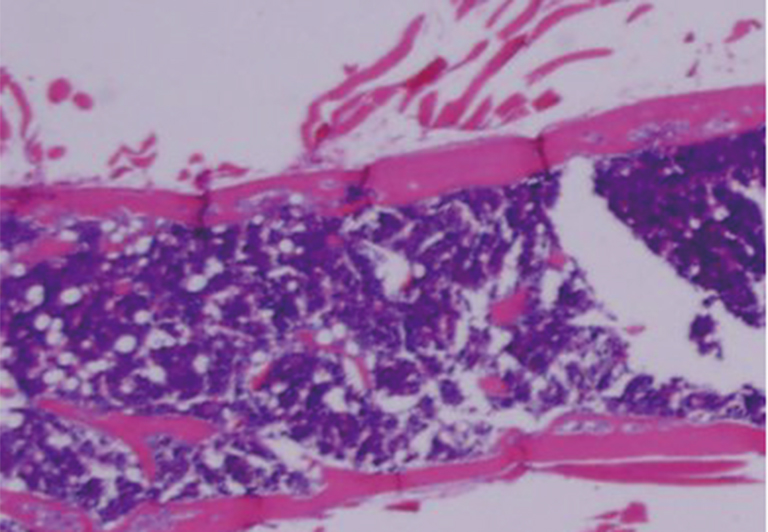 100回薄切後のマウス大腿骨の切片
